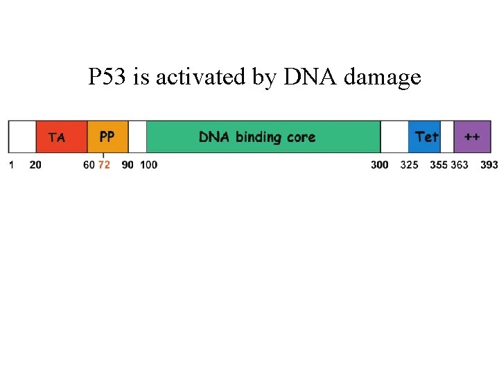 P 53 is activated by DNA damage 