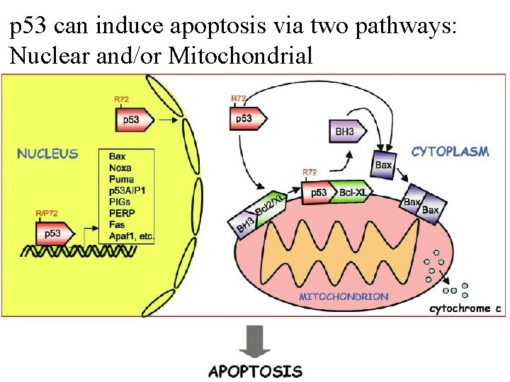 p 53 can induce apoptosis via two pathways: Nuclear and/or Mitochondrial 
