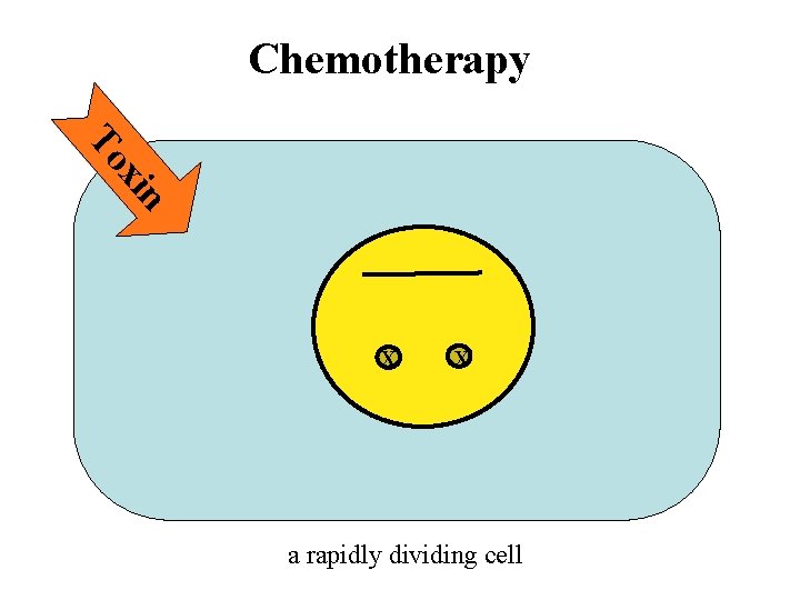 Chemotherapy n xi To X X a rapidly dividing cell 