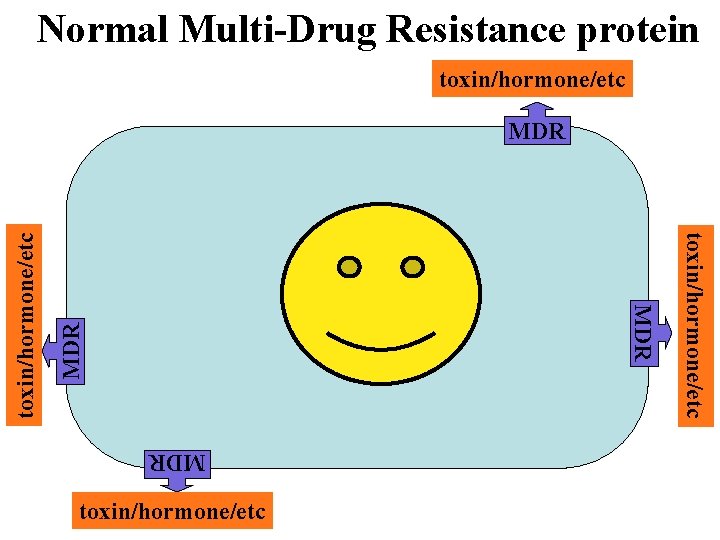 Normal Multi-Drug Resistance protein toxin/hormone/etc MDR toxin/hormone/etc MDR 