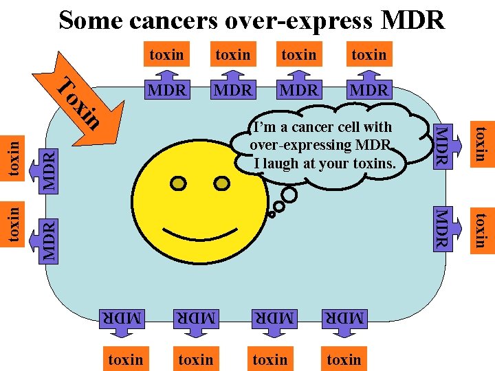 Some cancers over-express MDR toxin MDR MDR xi To toxin MDR MDR MDR toxin