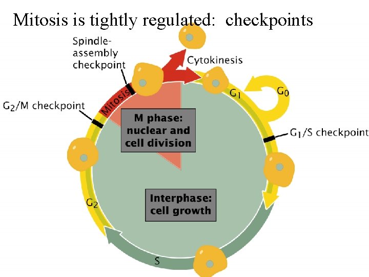 Mitosis is tightly regulated: checkpoints 