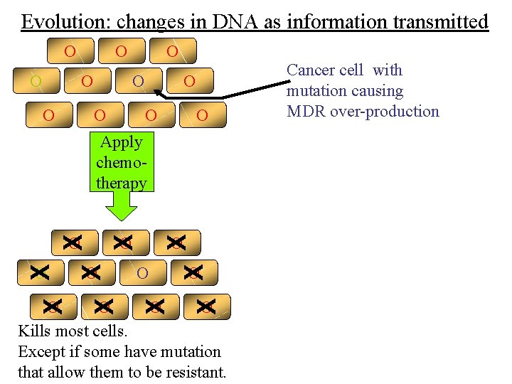 Evolution: changes in DNA as information transmitted O O O Apply chemotherapy O O