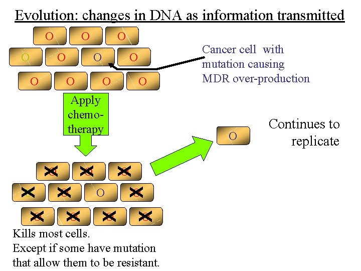 Evolution: changes in DNA as information transmitted O O O Apply chemotherapy O O