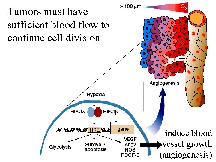 Tumors must have sufficient blood flow to continue cell division induce blood vessel growth