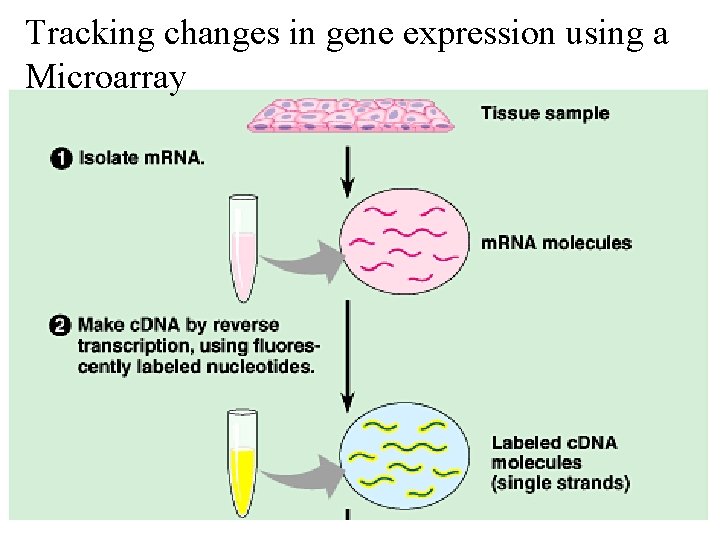 Tracking changes in gene expression using a Microarray 