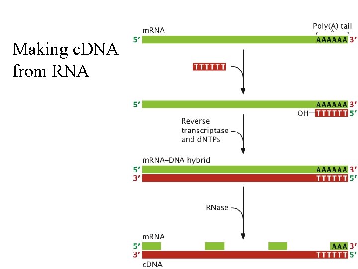 Making c. DNA from RNA 