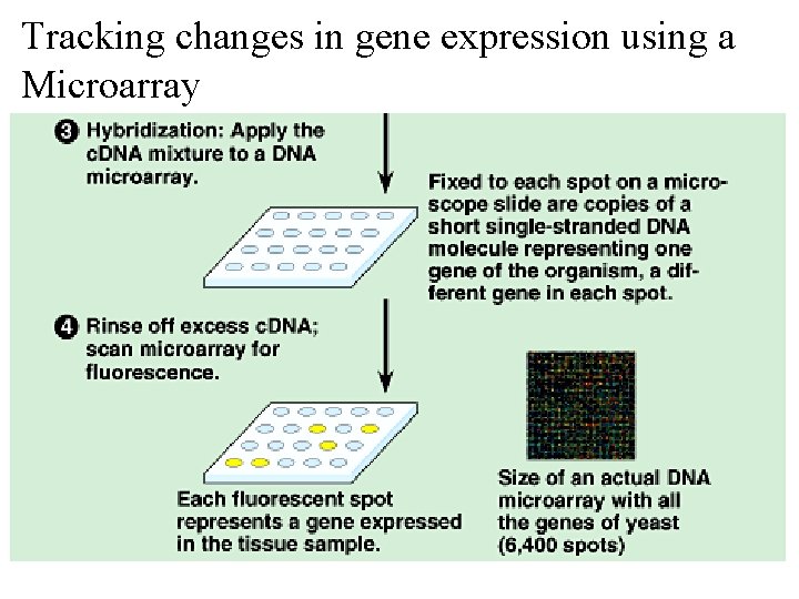 Tracking changes in gene expression using a Microarray 