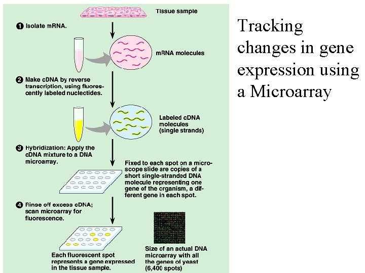 Tracking changes in gene expression using a Microarray 