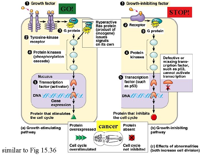 GO! STOP! cancer similar to Fig 15. 36 