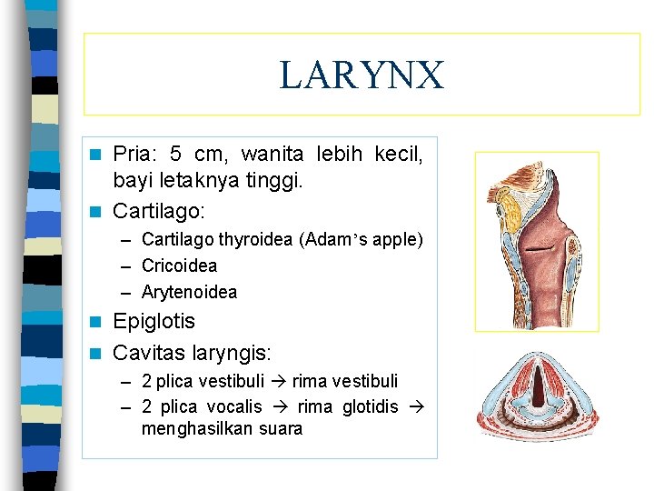 LARYNX Pria: 5 cm, wanita lebih kecil, bayi letaknya tinggi. n Cartilago: n –