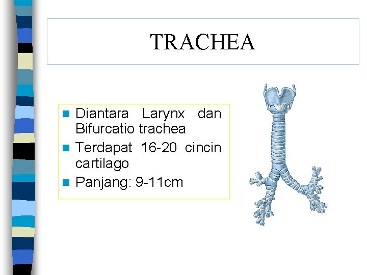 TRACHEA Diantara Larynx dan Bifurcatio trachea n Terdapat 16 -20 cincin cartilago n Panjang: