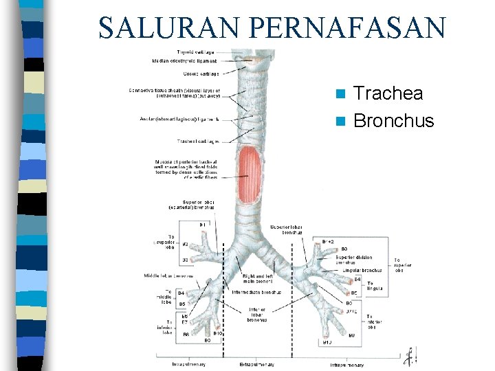 SALURAN PERNAFASAN Trachea n Bronchus n 