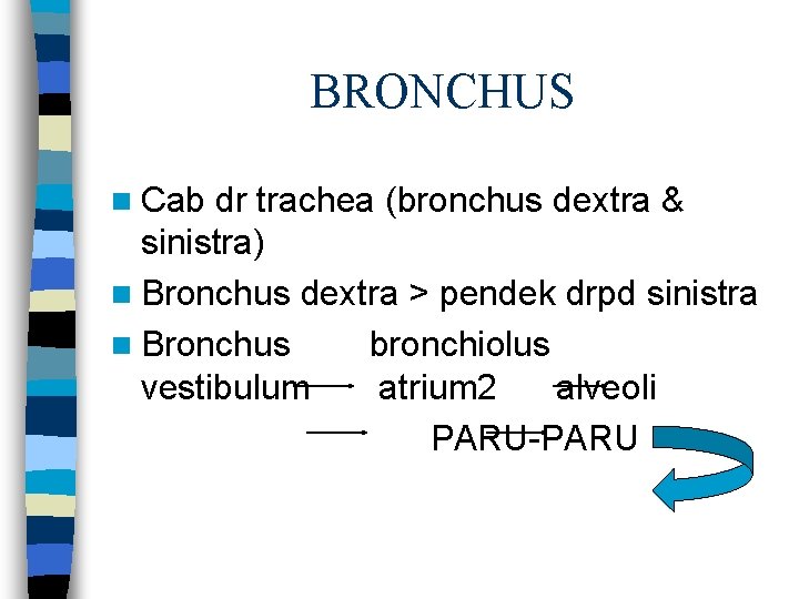 BRONCHUS n Cab dr trachea (bronchus dextra & sinistra) n Bronchus dextra > pendek