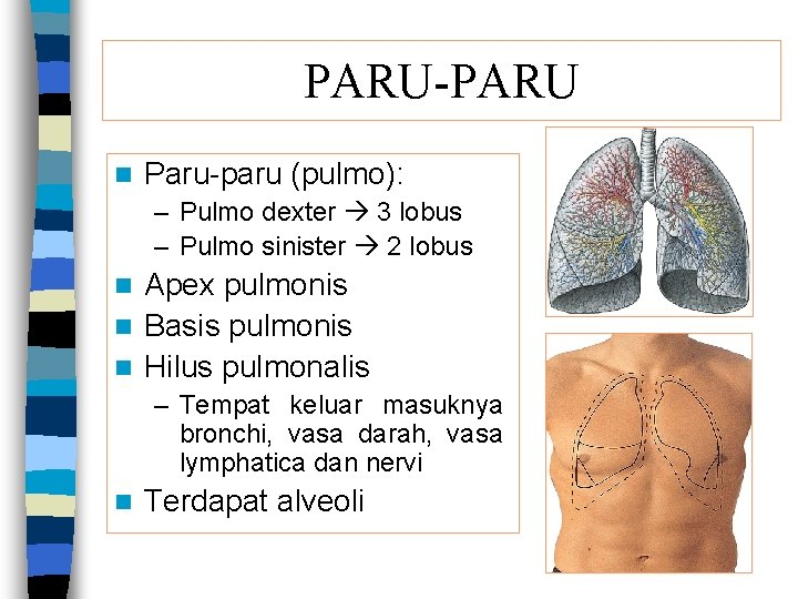 PARU-PARU n Paru-paru (pulmo): – Pulmo dexter 3 lobus – Pulmo sinister 2 lobus