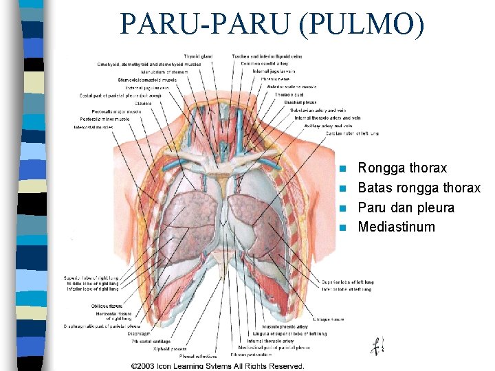 PARU-PARU (PULMO) Rongga thorax n Batas rongga thorax n Paru dan pleura n Mediastinum