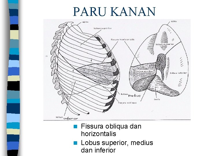 PARU KANAN Fissura obliqua dan horizontalis n Lobus superior, medius dan inferior n 