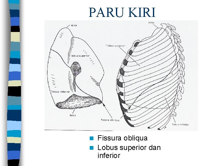 PARU KIRI Fissura obliqua n Lobus superior dan inferior n 