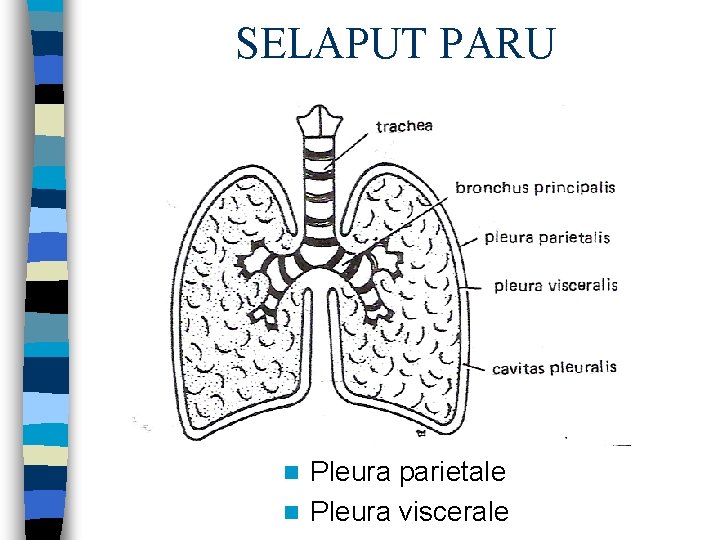 SELAPUT PARU Pleura parietale n Pleura viscerale n 