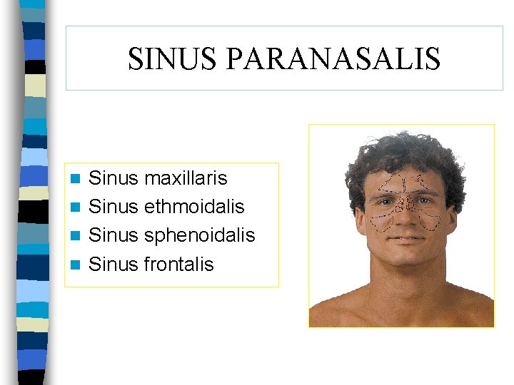 SINUS PARANASALIS Sinus maxillaris n Sinus ethmoidalis n Sinus sphenoidalis n Sinus frontalis n