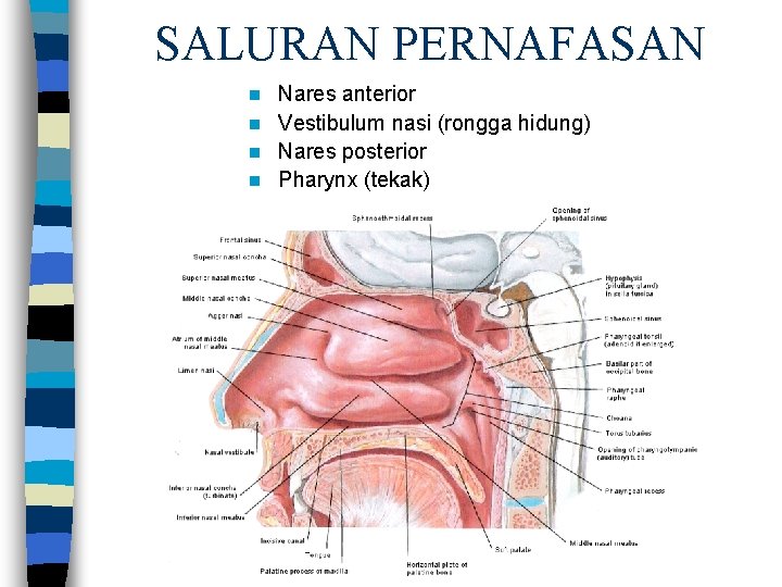 SALURAN PERNAFASAN Nares anterior n Vestibulum nasi (rongga hidung) n Nares posterior n Pharynx