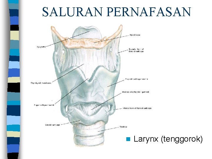 SALURAN PERNAFASAN n Larynx (tenggorok) 