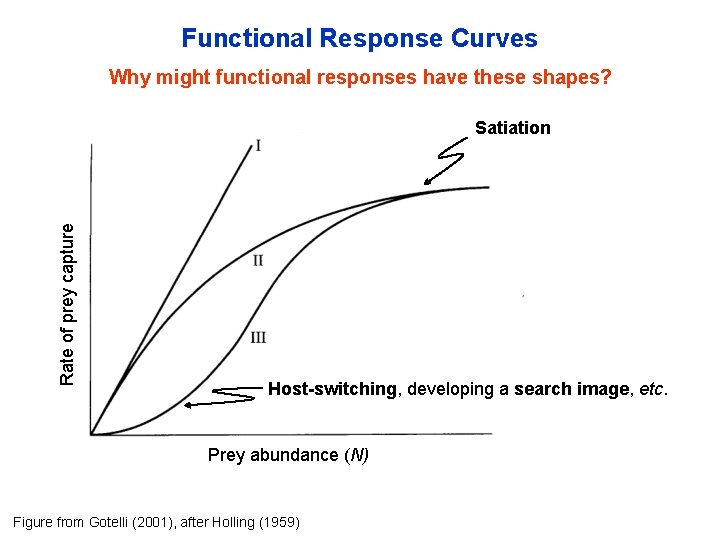 Functional Response Curves Why might functional responses have these shapes? Rate of prey capture