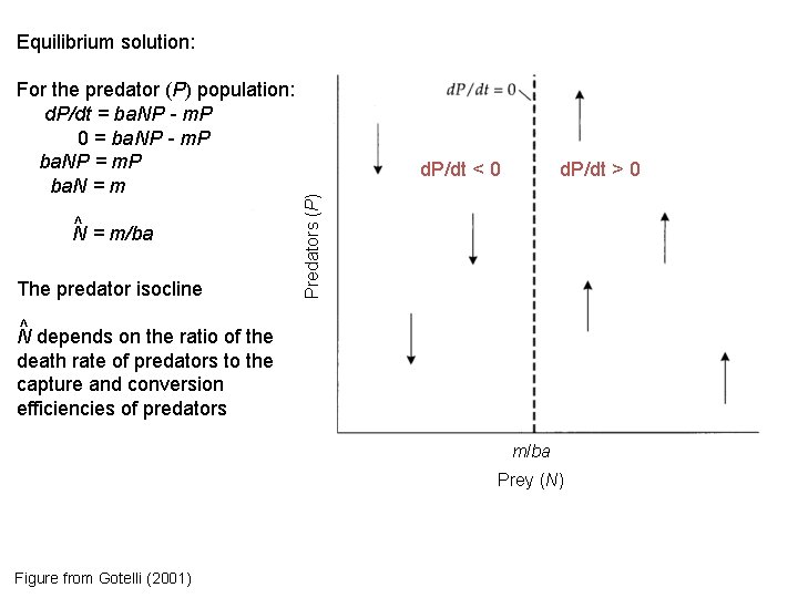 Equilibrium solution: ^ N = m/ba The predator isocline d. P/dt < 0 d.