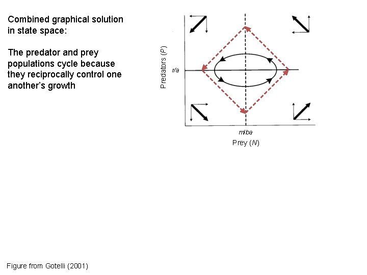 The predator and prey populations cycle because they reciprocally control one another’s growth Predators