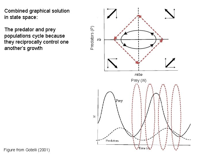 The predator and prey populations cycle because they reciprocally control one another’s growth Predators