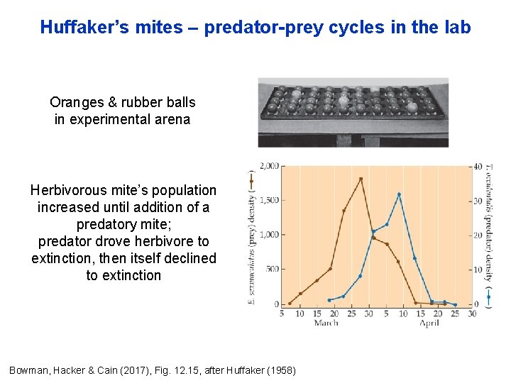 Huffaker’s mites – predator-prey cycles in the lab Oranges & rubber balls in experimental