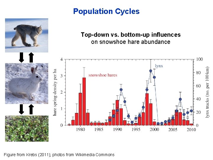 Population Cycles Top-down vs. bottom-up influences on snowshoe hare abundance Figure from Krebs (2011);