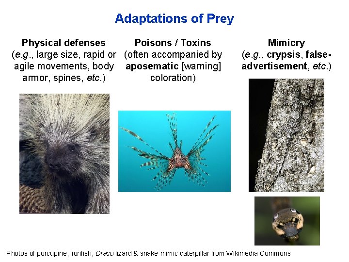 Adaptations of Prey Physical defenses Poisons / Toxins (e. g. , large size, rapid