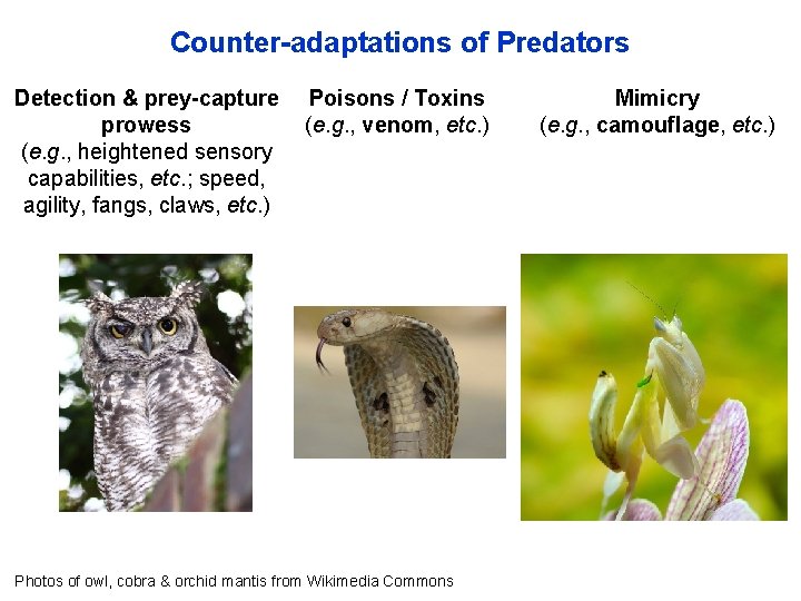 Counter-adaptations of Predators Detection & prey-capture prowess (e. g. , heightened sensory capabilities, etc.