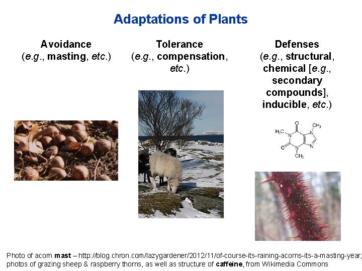 Adaptations of Plants Avoidance (e. g. , masting, etc. ) Tolerance (e. g. ,