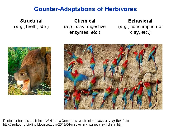 Counter-Adaptations of Herbivores Structural (e. g. , teeth, etc. ) Chemical (e. g. ,