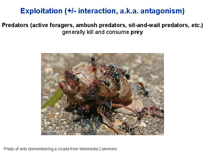 Exploitation (+/- interaction, a. k. a. antagonism) Predators (active foragers, ambush predators, sit-and-wait predators,