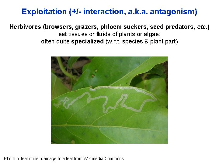 Exploitation (+/- interaction, a. k. a. antagonism) Herbivores (browsers, grazers, phloem suckers, seed predators,