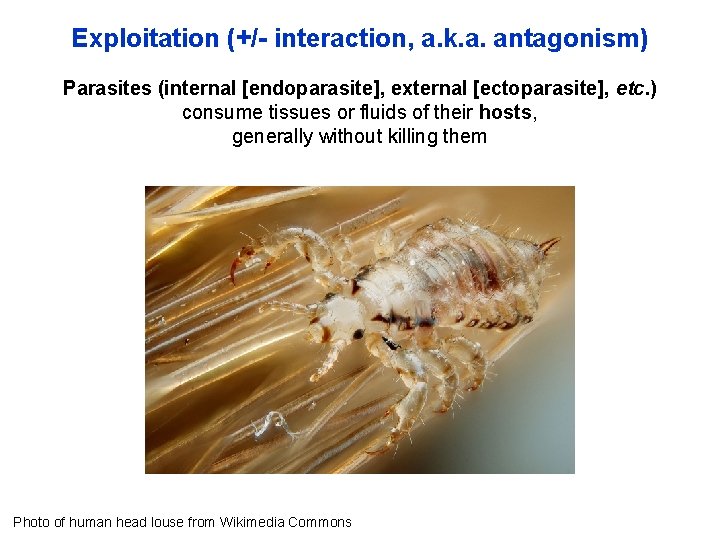 Exploitation (+/- interaction, a. k. a. antagonism) Parasites (internal [endoparasite], external [ectoparasite], etc. )