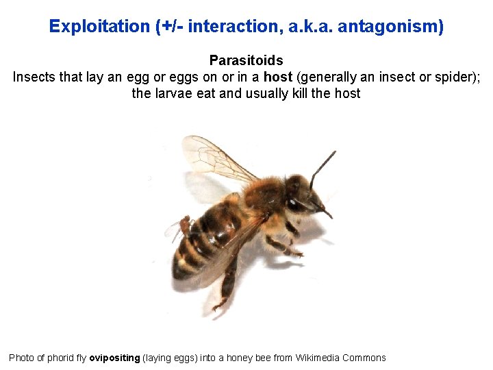 Exploitation (+/- interaction, a. k. a. antagonism) Parasitoids Insects that lay an egg or