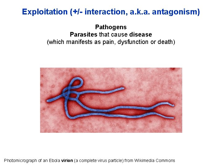 Exploitation (+/- interaction, a. k. a. antagonism) Pathogens Parasites that cause disease (which manifests