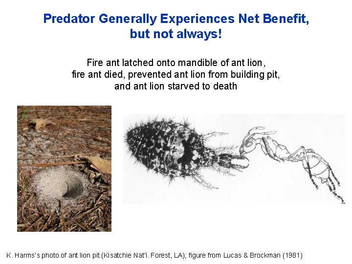 Predator Generally Experiences Net Benefit, but not always! Fire ant latched onto mandible of