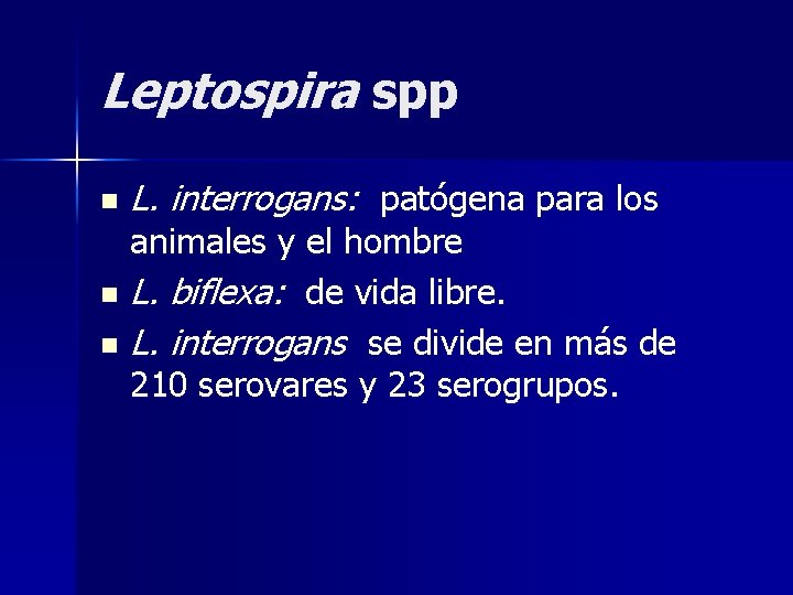 Leptospira spp n L. interrogans: patógena para los animales y el hombre n L.