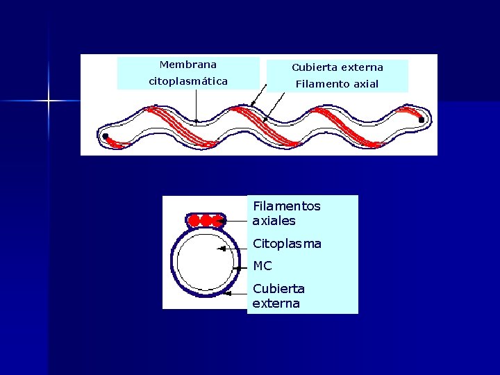 Membrana Cubierta externa citoplasmática Filamento axial Filamentos axiales Citoplasma MC Cubierta externa 