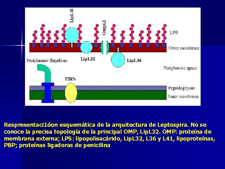 Respresentaci 1óon esquemática de la arquitectura de Leptospira. No se conoce la precisa topología