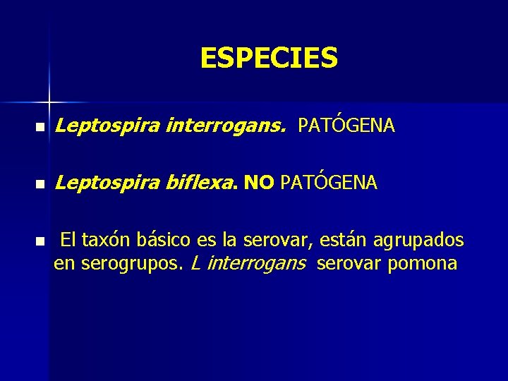 ESPECIES n Leptospira interrogans. PATÓGENA n Leptospira biflexa. NO PATÓGENA n El taxón básico