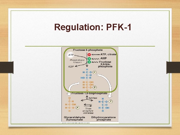 Regulation: PFK-1 