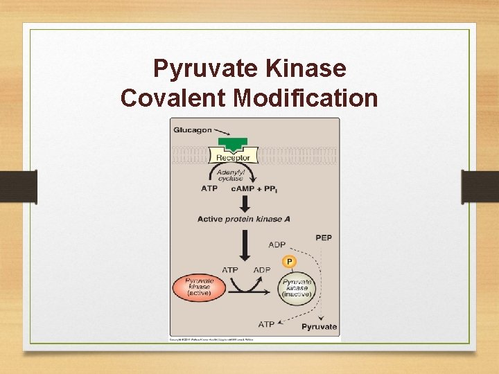 Pyruvate Kinase Covalent Modification 