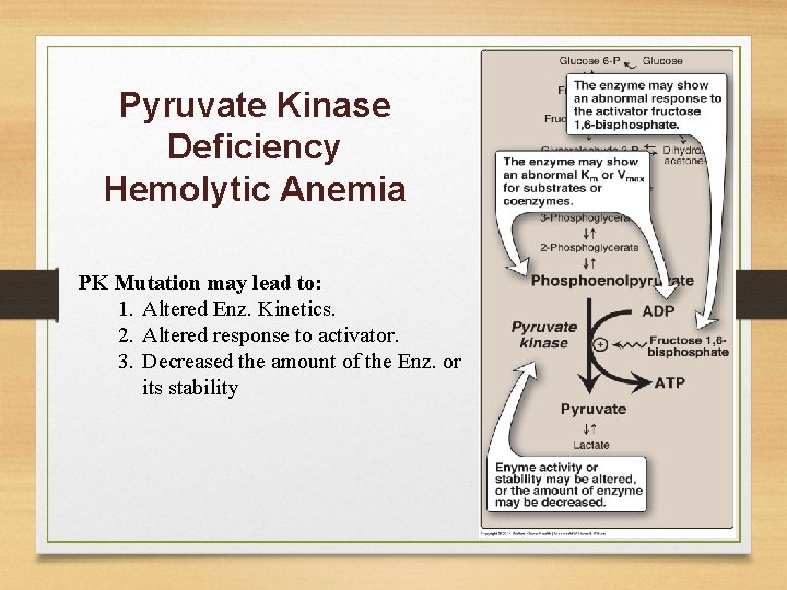 Pyruvate Kinase Deficiency Hemolytic Anemia PK Mutation may lead to: 1. Altered Enz. Kinetics.