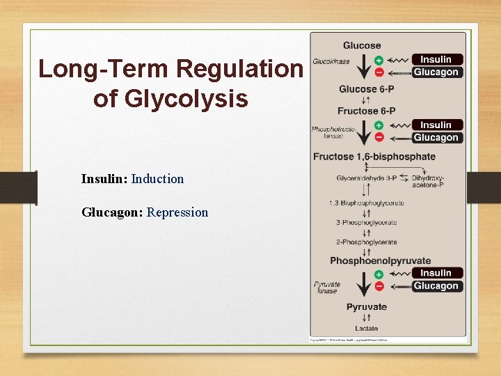 Long-Term Regulation of Glycolysis Insulin: Induction Glucagon: Repression 